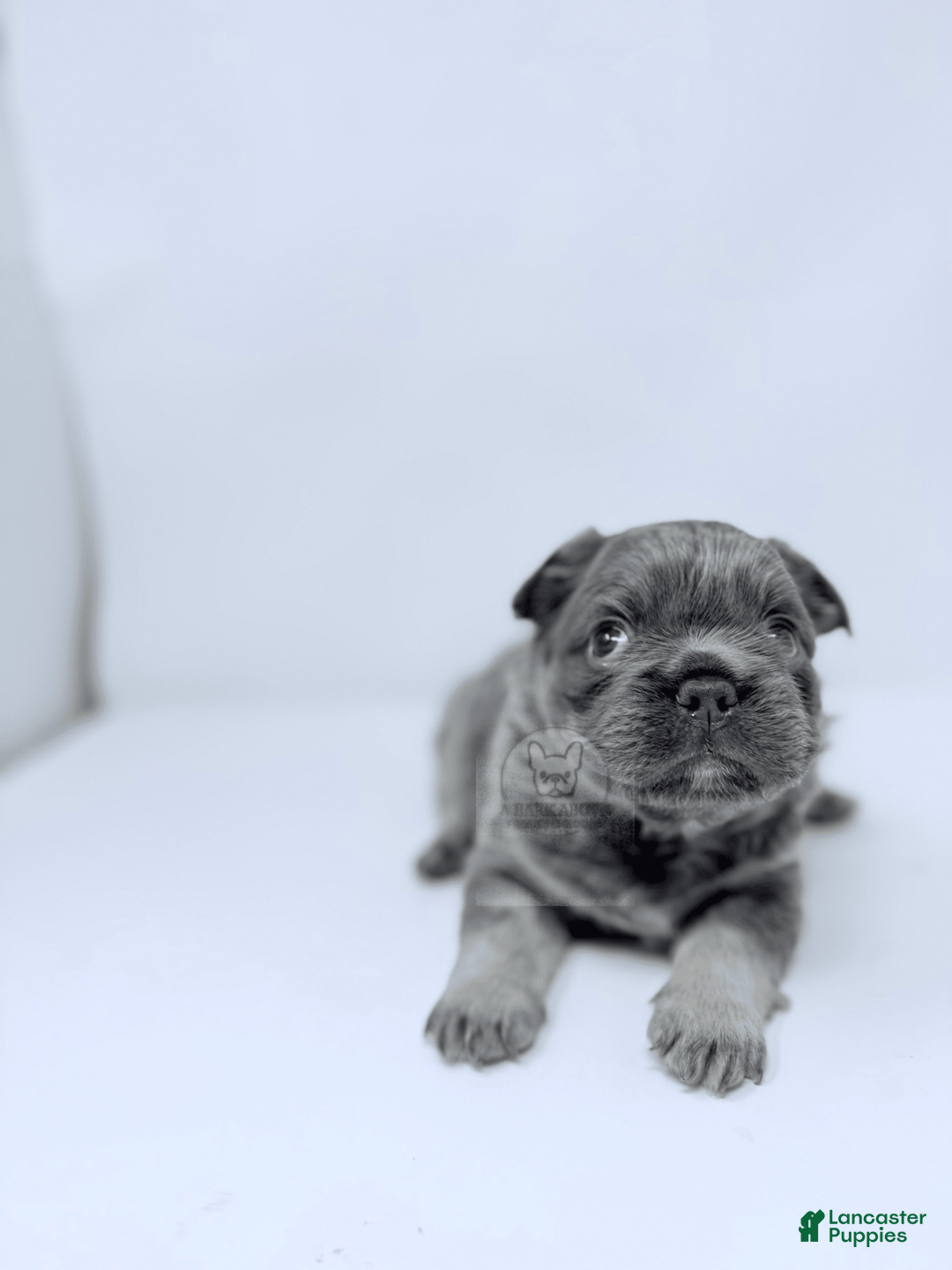 French Bulldog dogs for sale: Porkchop - Image 3