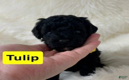 Cavapoo dogs for sale: Tulip - Image 2