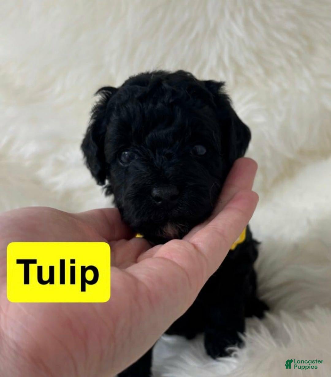 Cavapoo dogs for sale: Tulip - Image 2