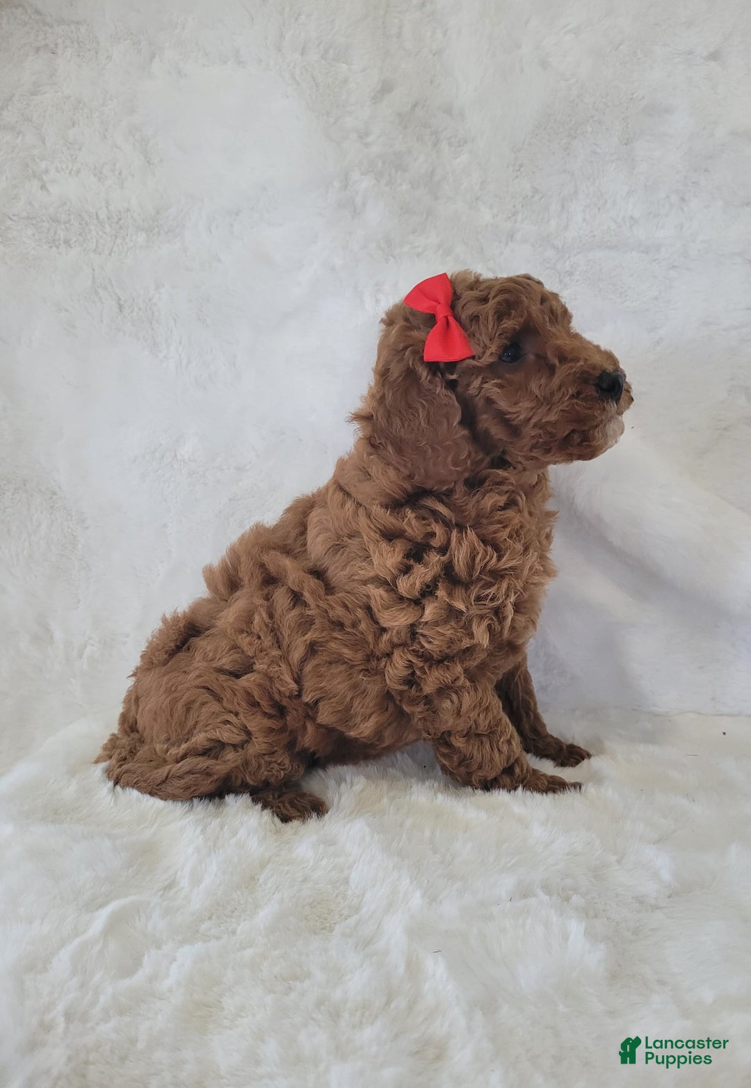  dogs for sale: Mini Goldendoodle 7 puppies - Image 10