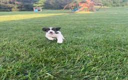 English Springer Spaniel dogs for sale: Sadie - Image 4