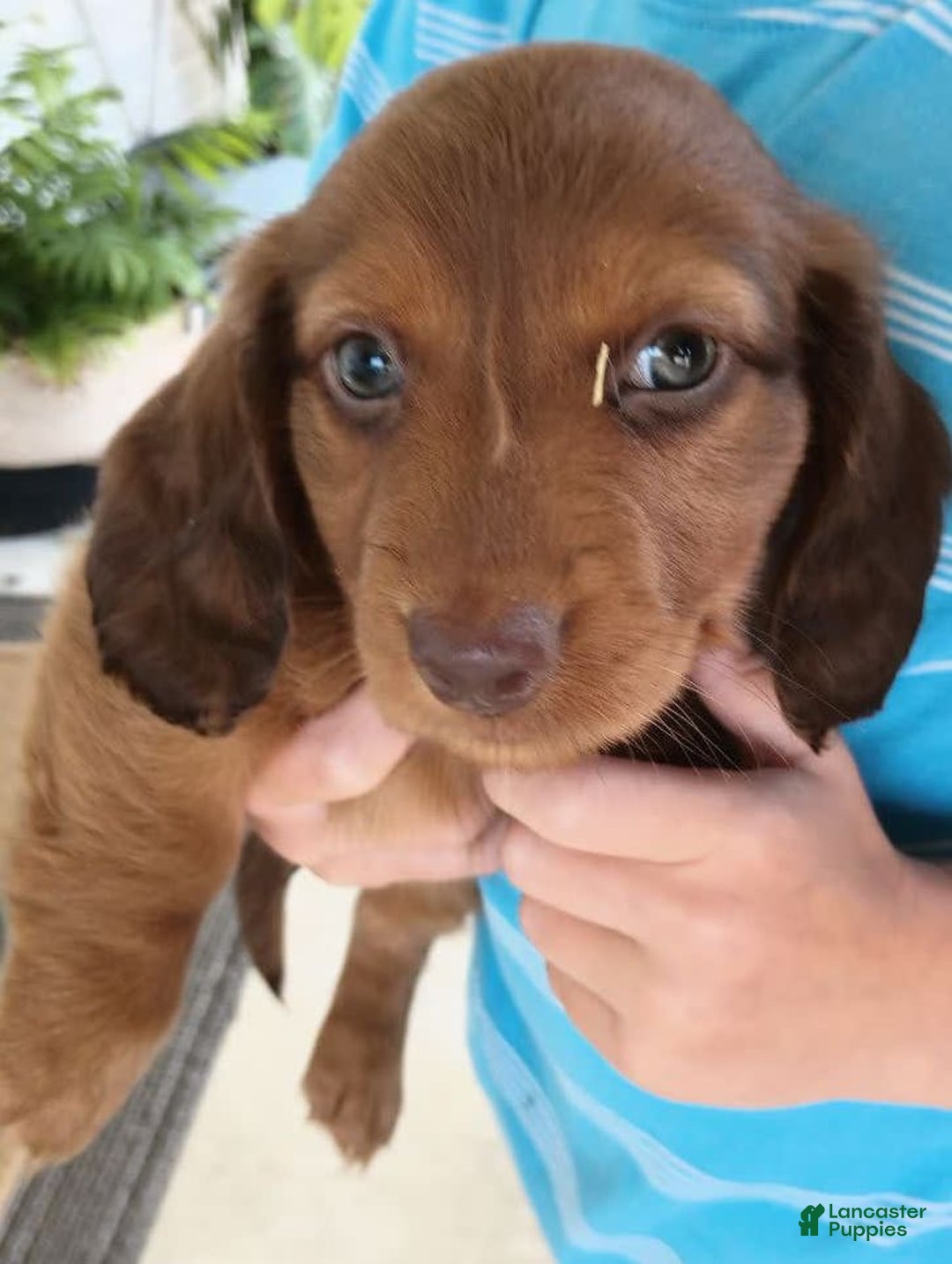 Dachshund dogs for sale: Otis - Image 3