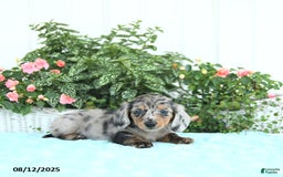 Miniature Dachshund dogs for sale: Nova - Image 2