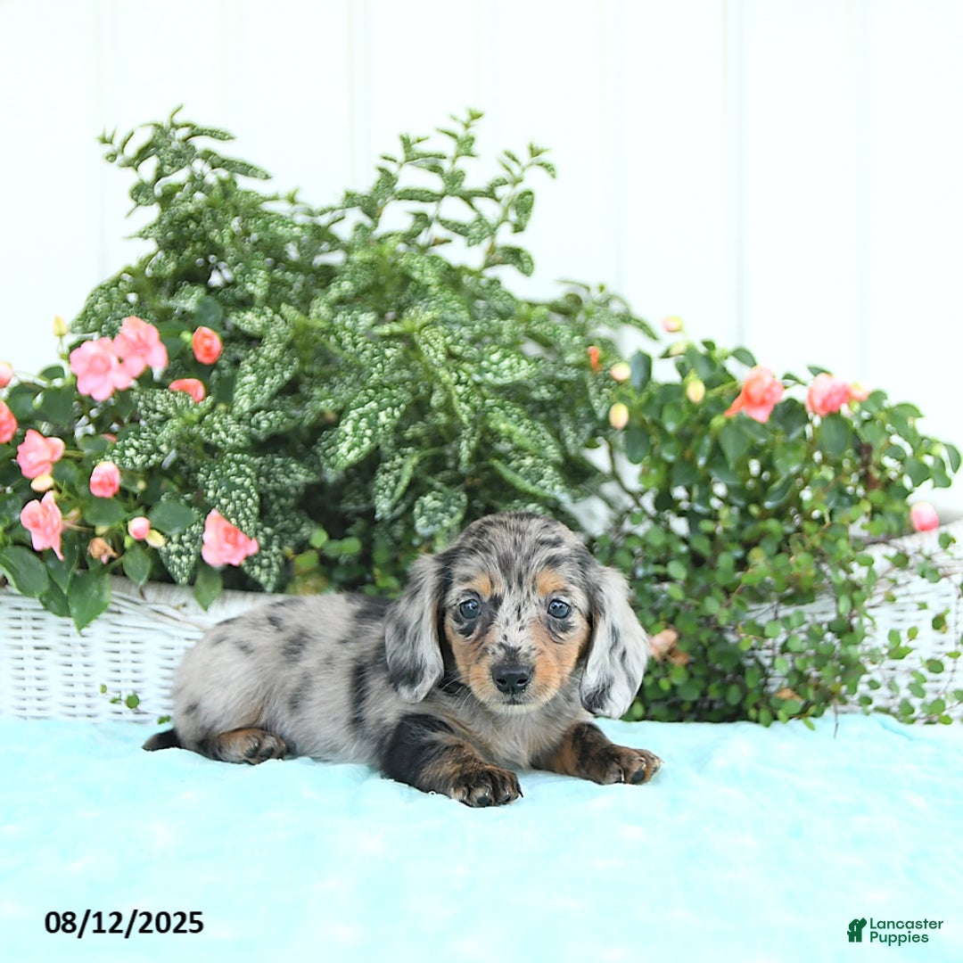 Miniature Dachshund dogs for sale: Nova - Image 2