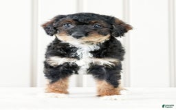 Miniature Poodle dogs for sale: Kammy - Image 8