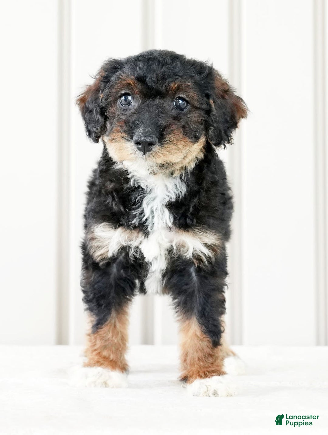 Miniature Poodle dogs for sale: Kammy - Image 8