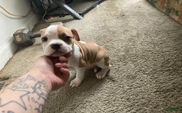 American Bully dogs for sale: Buffy - Image 4