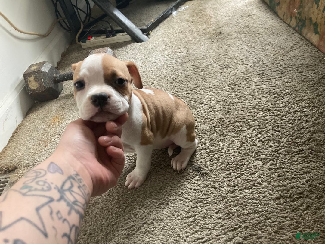 American Bully dogs for sale: Buffy - Image 4