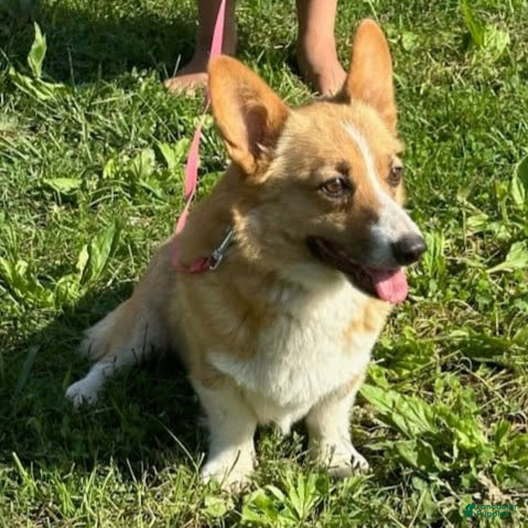 Welsh Corgi Pembroke dogs for sale: Carley - Image 4