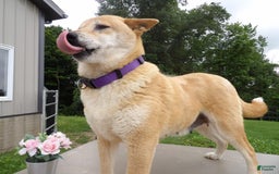 Shiba Inu dogs for sale: Goldie - Image 1
