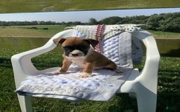 Boxer dogs for sale: Sammy - Image 1
