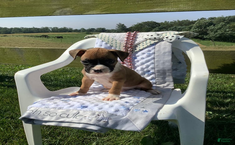 Boxer dogs for sale - Ad 1