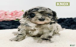 Mini Goldendoodle dogs for sale: Micro Knox - Image 1
