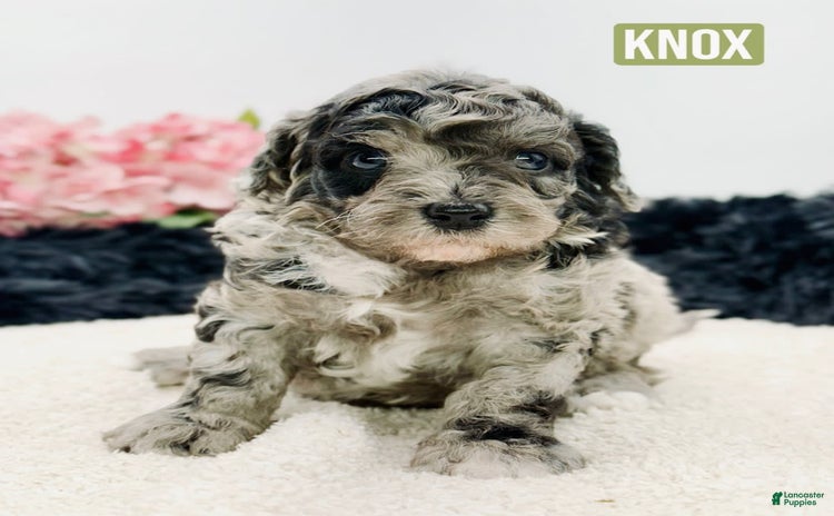 Mini Goldendoodle dogs for sale - Ad 1