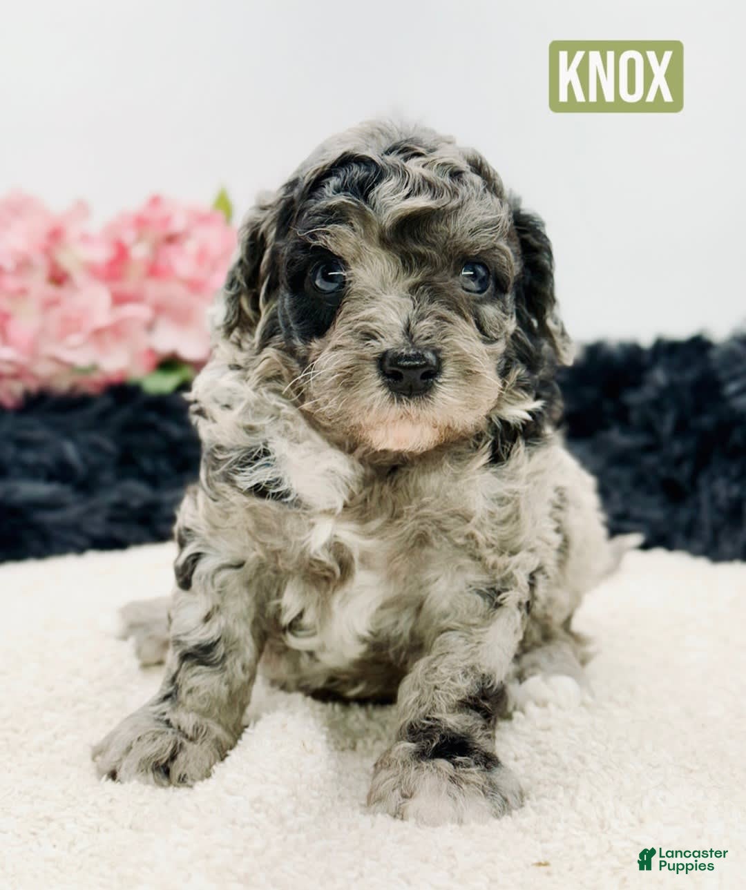 Mini Goldendoodle dogs for sale: Micro Knox - Image 1