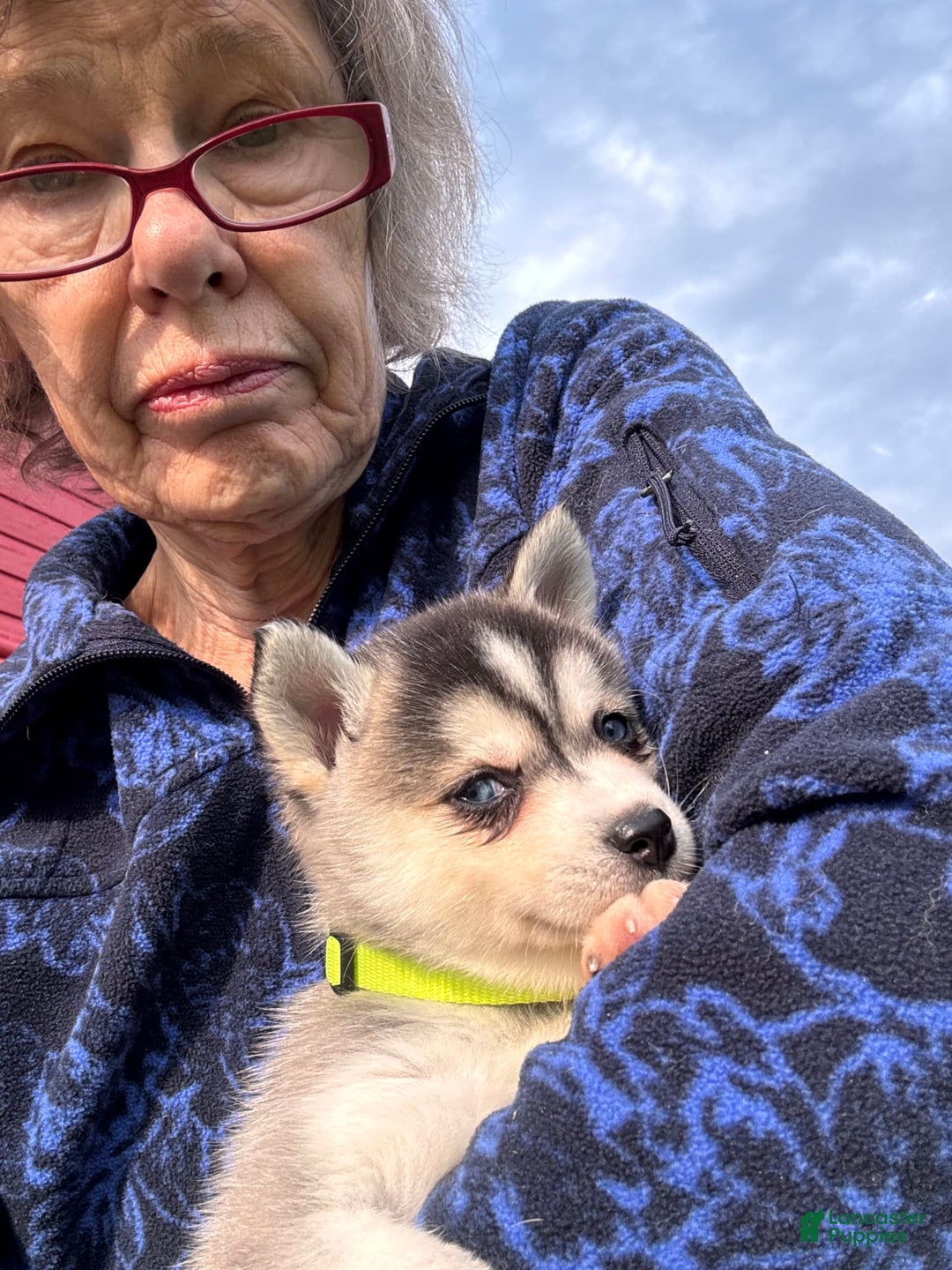 Alaskan Klee Kai dogs for sale: Blue Amy - Image 1