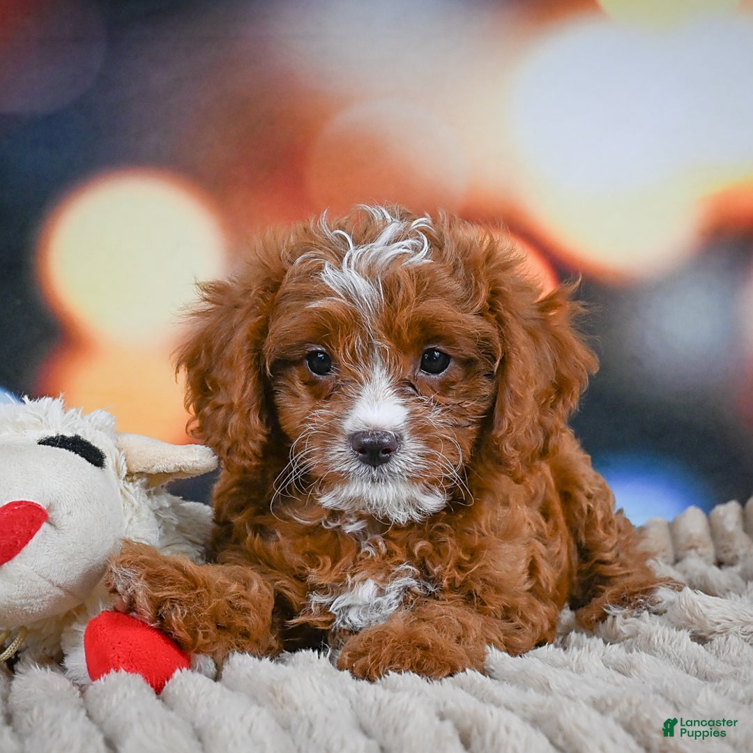 Cavapoo dogs for sale: Hank - Image 3