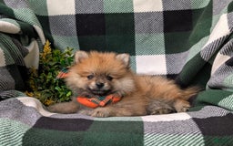 Pomeranian dogs for sale: Pomeranian 5 puppies - Image 4