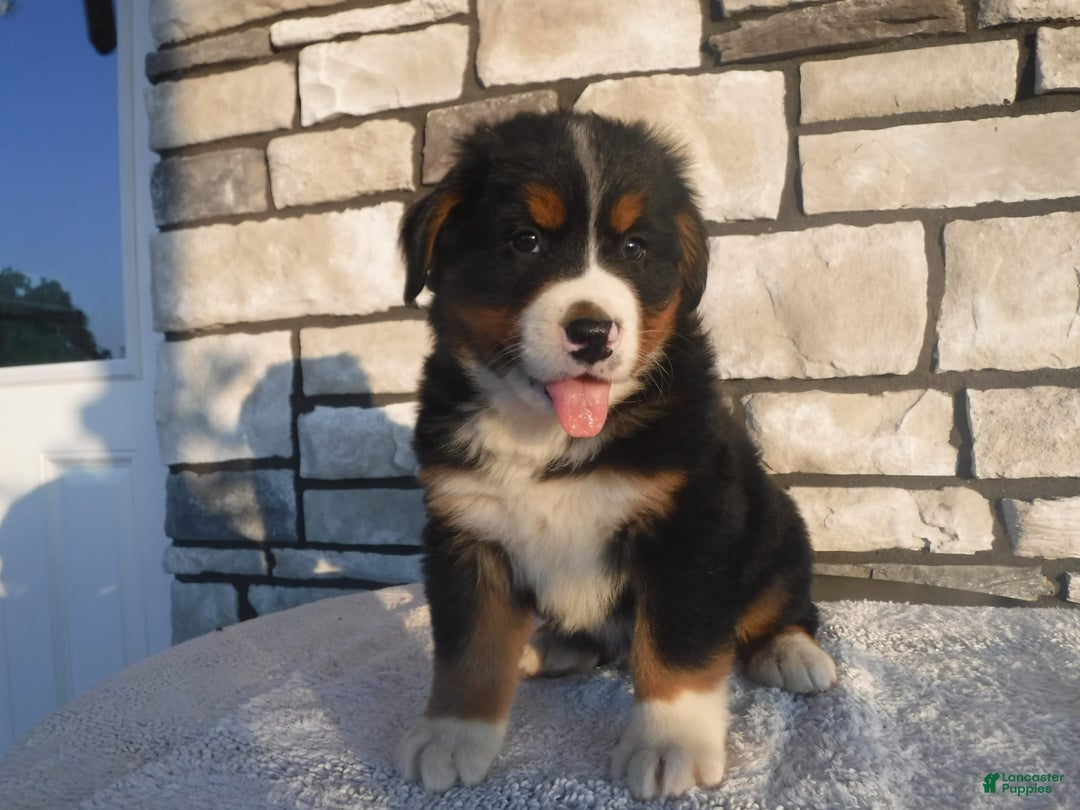 Bernese Mountain Dog dogs for sale: Diamond - Image 5