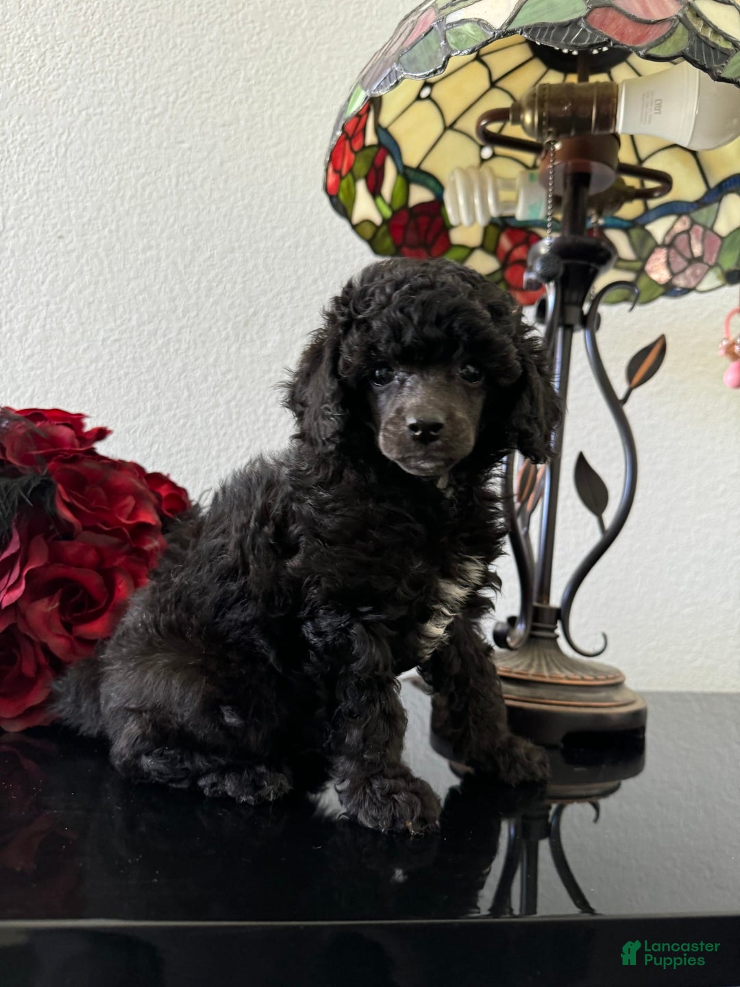 Miniature Poodle dogs for sale: Black Widow - Image 8
