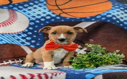 Jack Russell Terrier dogs for sale: Marco - Image 5