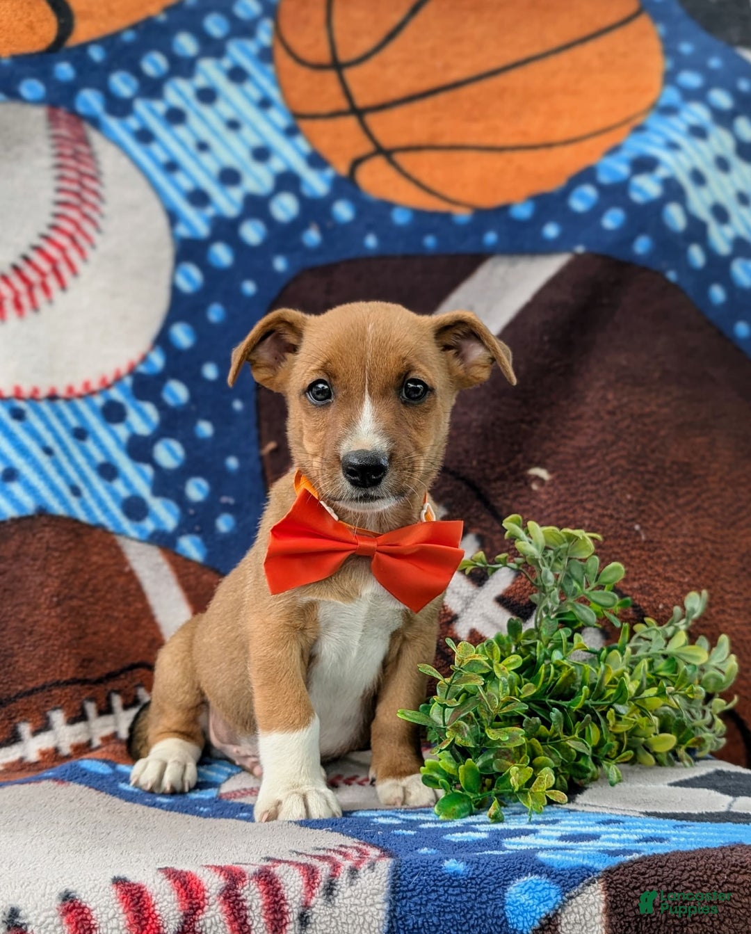 Jack Russell Terrier dogs for sale: Marco - Image 5