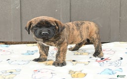 English Mastiff dogs for sale: Kayla - Image 7