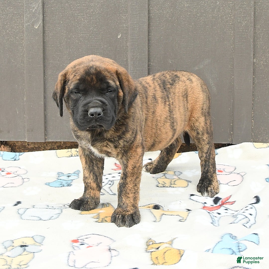 English Mastiff dogs for sale: Kayla - Image 7