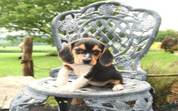 Beagle dogs for sale: Aubrey - Image 4