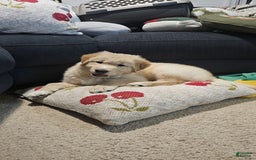 Goberian dogs for sale: Hotdog - Image 2