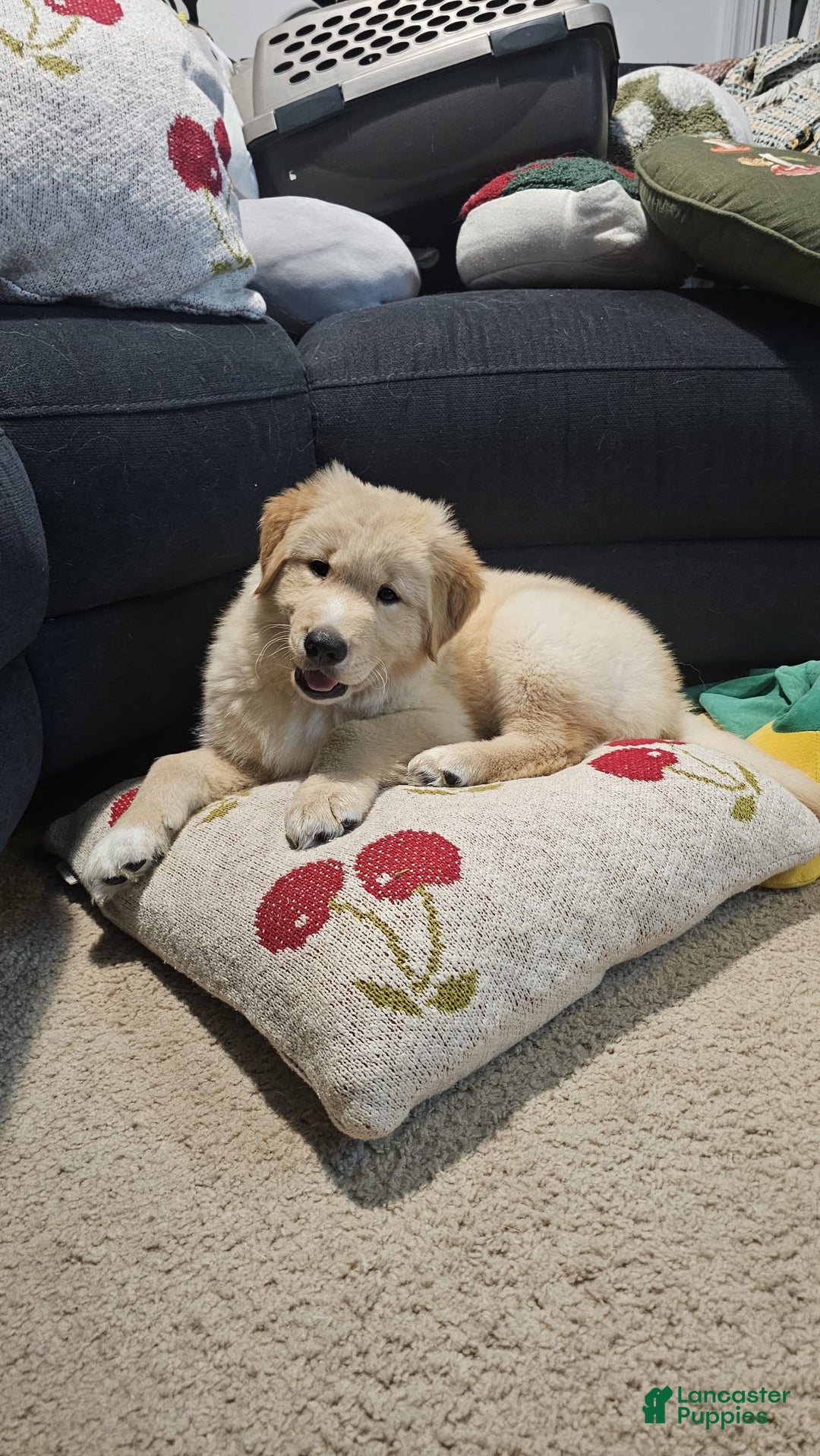 Goberian dogs for sale: Hotdog - Image 2