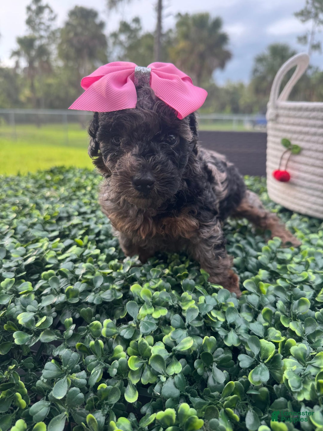 Maltipoo dogs for sale: Maria - Image 4
