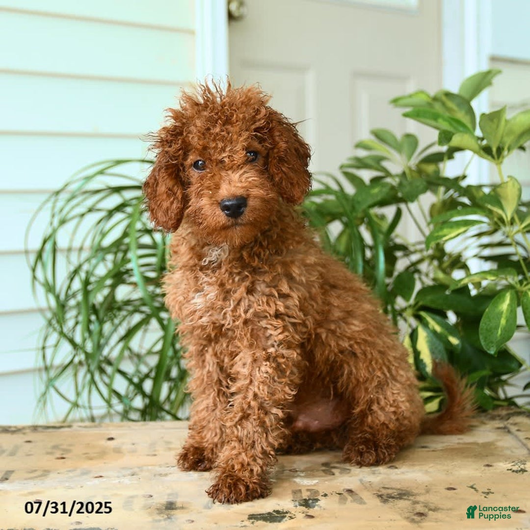 Mini Goldendoodle dogs for sale: Goose - Image 10