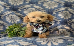 Miniature Poodle dogs for sale: Fabian - Image 7