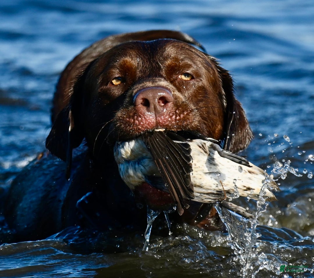 Labrador Retriever dogs for sale: Labrador Retriever 3 puppies - Image 20