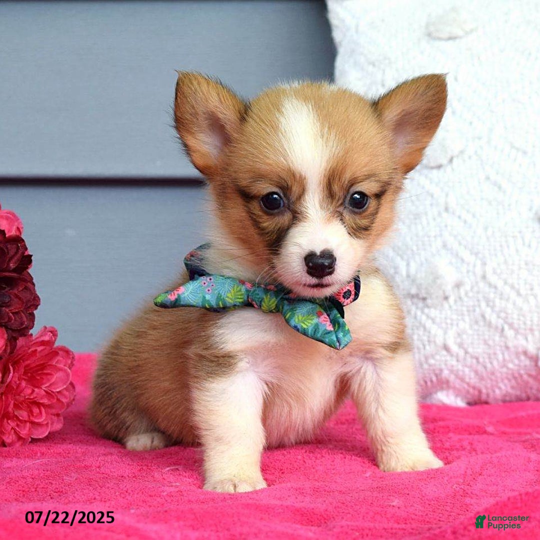 Welsh Corgi Pembroke dogs for sale: Zania - Image 2