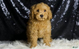 Mini Goldendoodle dogs for sale: Donald - Image 4