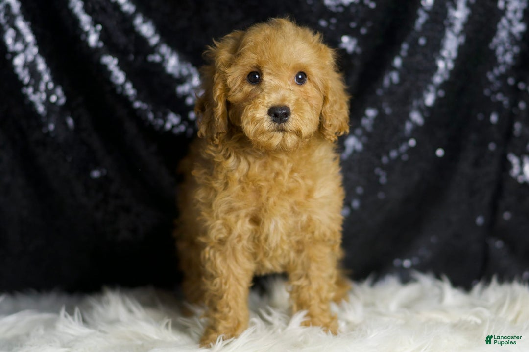Mini Goldendoodle dogs for sale: Donald - Image 4