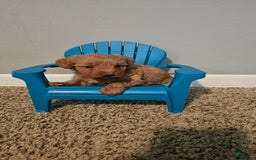 Yorkiepoo dogs for sale: Red - Image 5