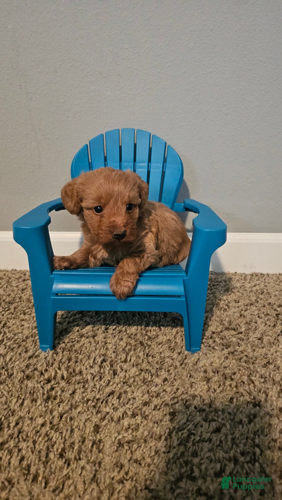 Yorkiepoo dogs for sale: Red - Image 5