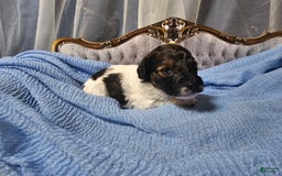 Mini Goldendoodle dogs for sale: Hudson - Image 5