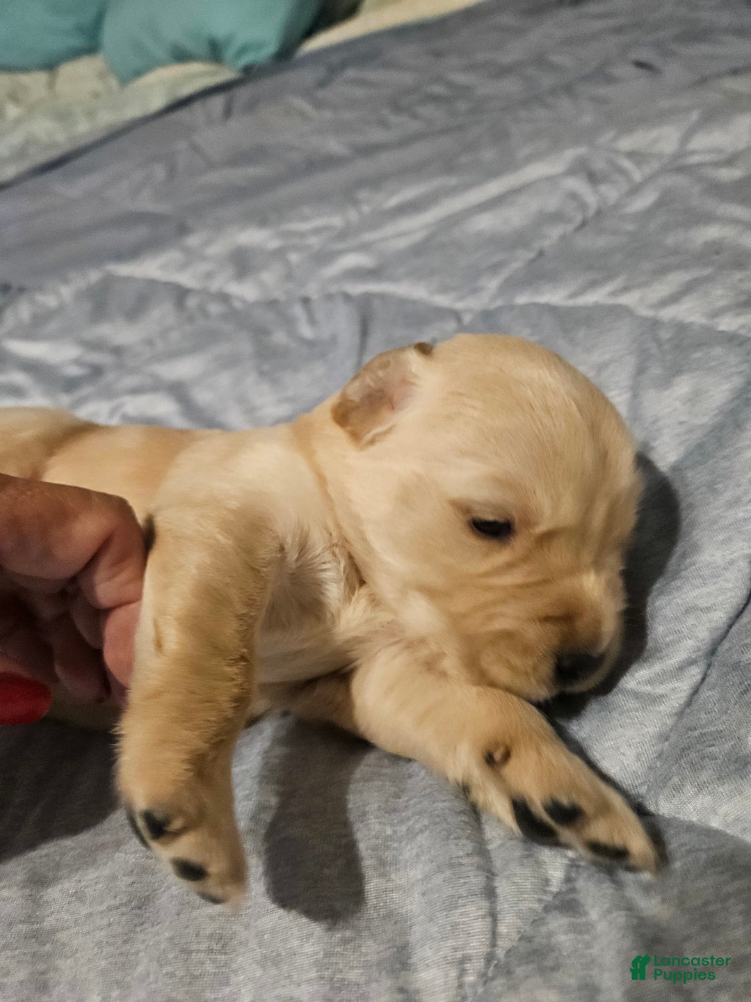 Golden Retriever dogs for sale: Winston - Image 1