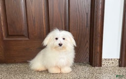 Coton De Tulear dogs for sale: Jj - Image 5