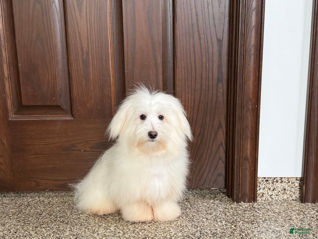 Coton De Tulear dogs for sale: Jj - Image 5