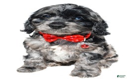 Cockapoo dogs for sale: Wilson - Image 5