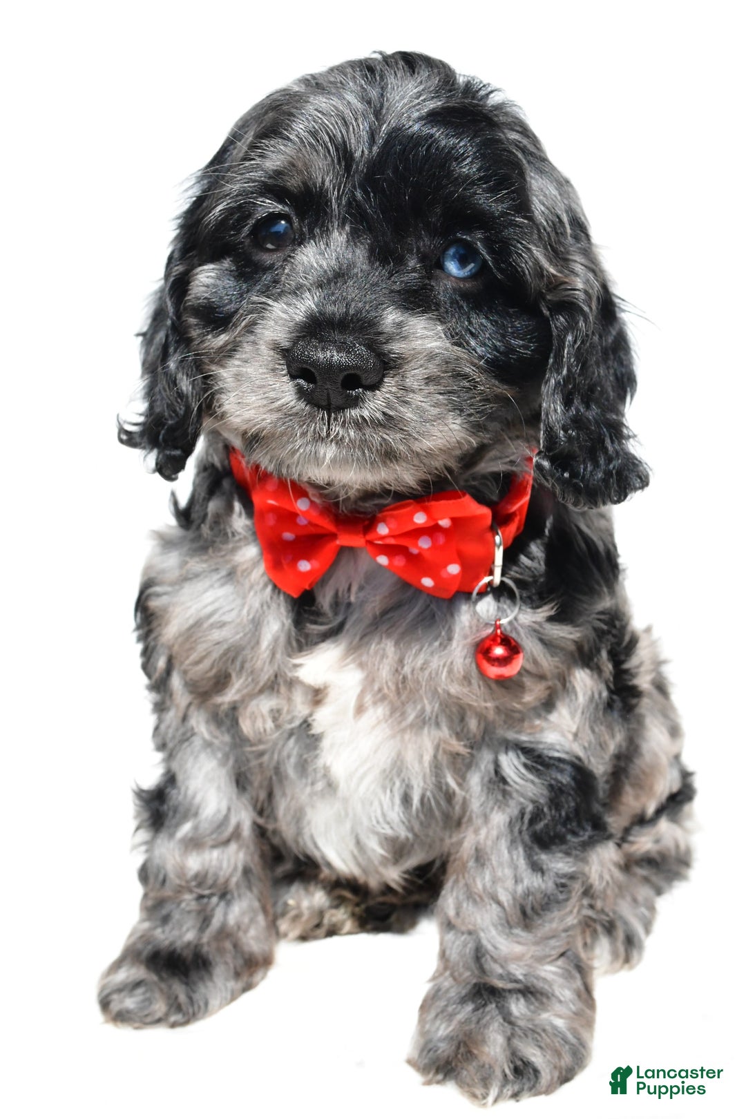 Cockapoo dogs for sale: Wilson - Image 5