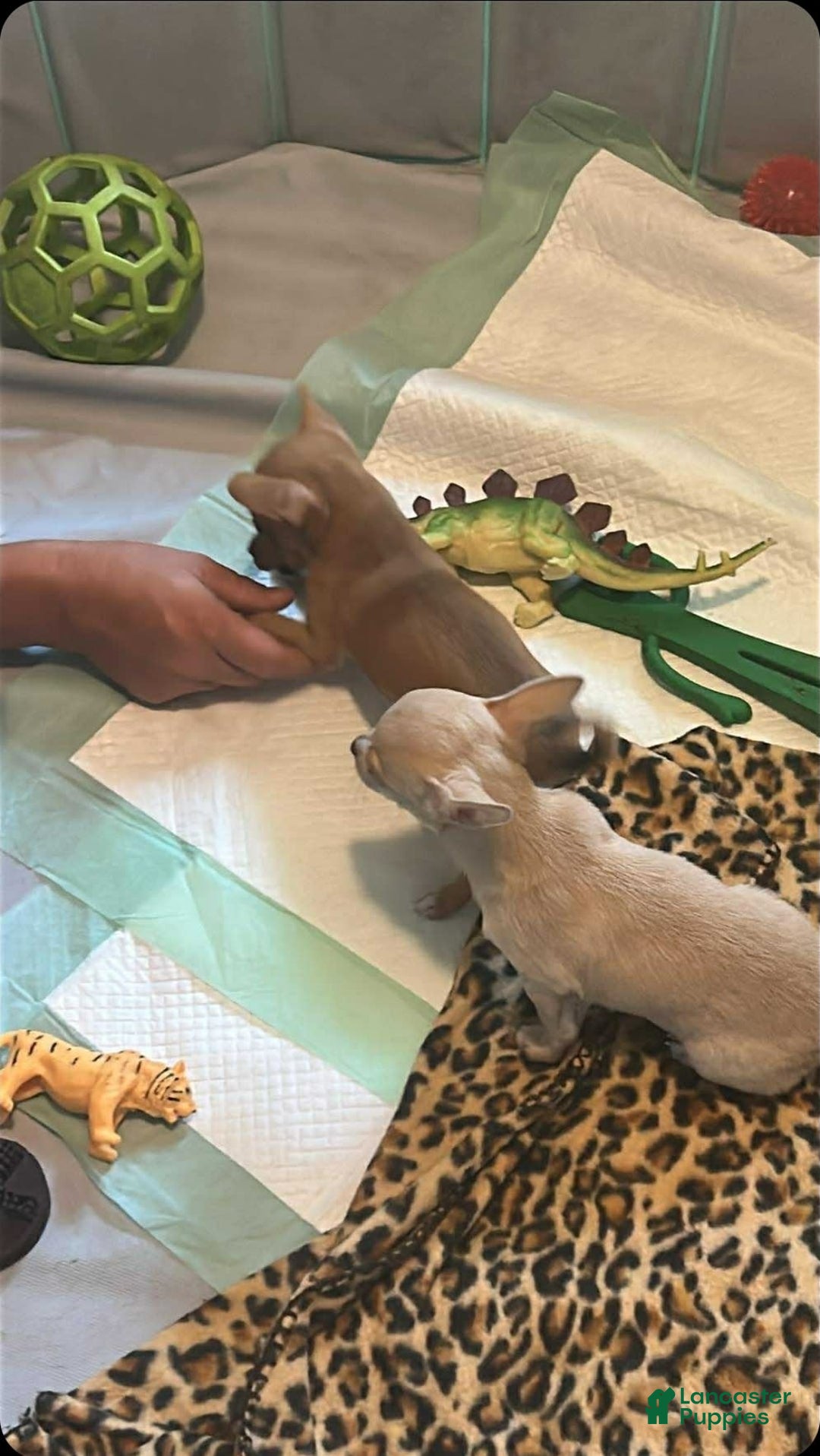 Chihuahua dogs for sale: Minnie - Image 1