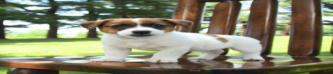 Rosie