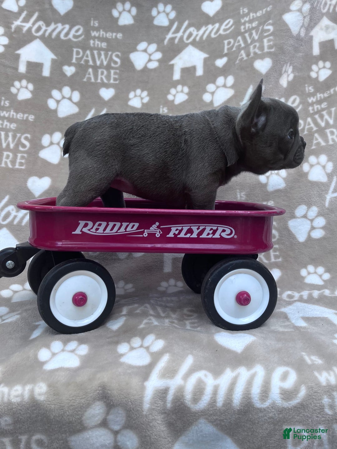 Frenchton dogs for sale: Carly - Image 3