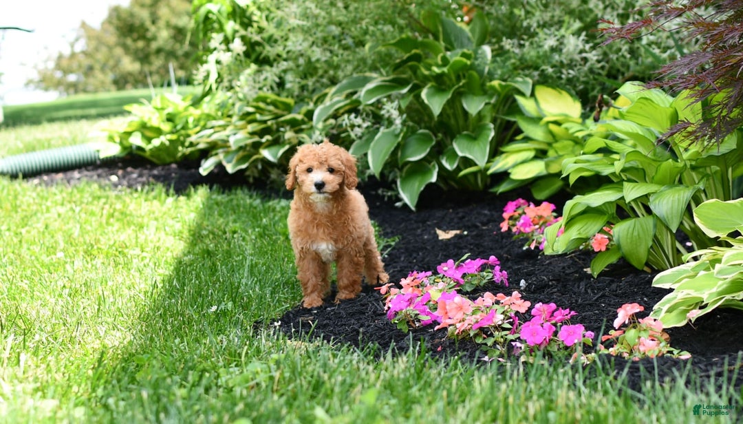 Mini Goldendoodle dogs for sale: Lucy - Image 2